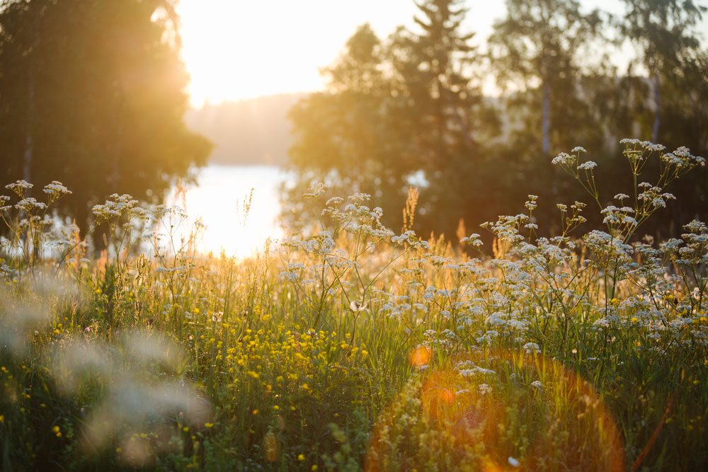 En blomsteräng i soluppgång