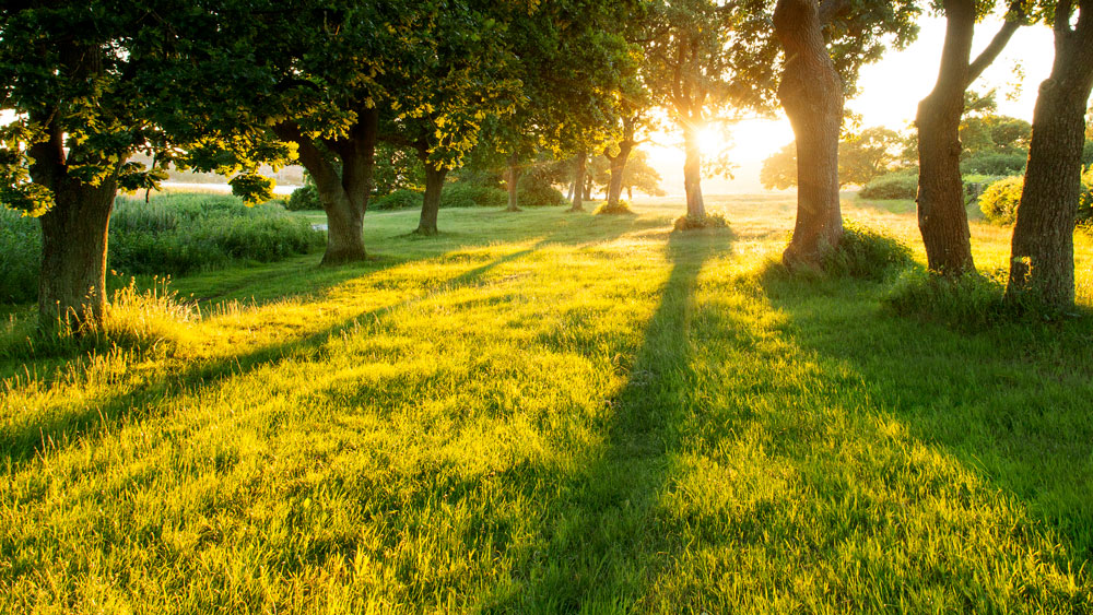 En gles skog med grönt gräs